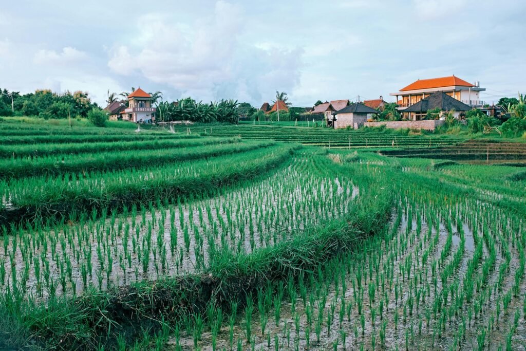 Scenic view of rice terraces with traditional houses, showcasing rural agriculture.